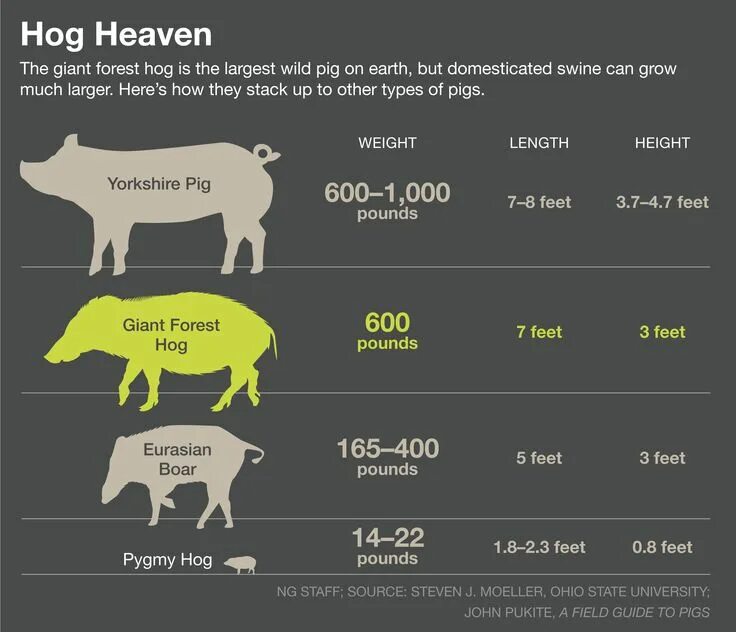 Hog перевод. Giant Forest Hog. Hog Pig разница. Размер кабана в сравнении с человеком.