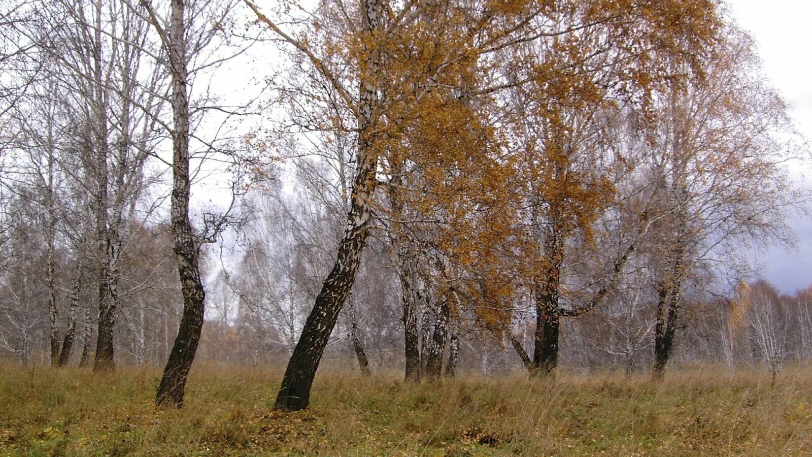 Береза поздней осенью. Поздняя осень в лесу. Деревья поздней осенью. Лес поздней осенью. Облетевшей березке