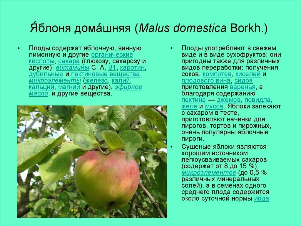 Вид яблони домашней. Яблоня малус доместика. Яблоня домашняя (Malus domestica). Яблоня домашняя (Malus domestica Borkh). Яблоня домашняя морфология.