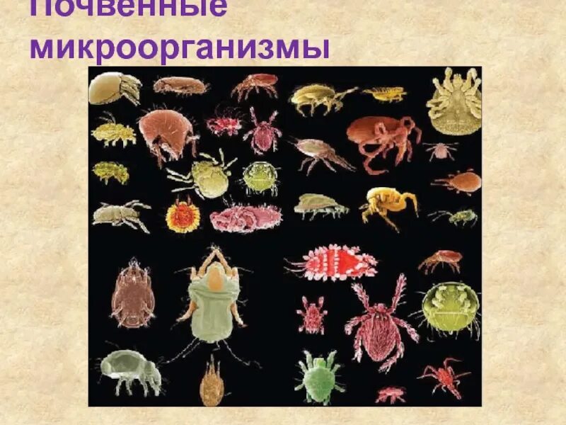 Бактерии которые обитают в почве и название. Микробы в почве. Бактерии живущие в почвенной среде. Микроорганизмы живущие в почве. Бактерии обитающие в почве.