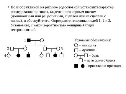 Родословная доминантный и рецессивный признак