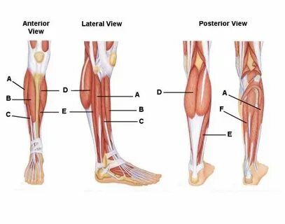 Lower leg