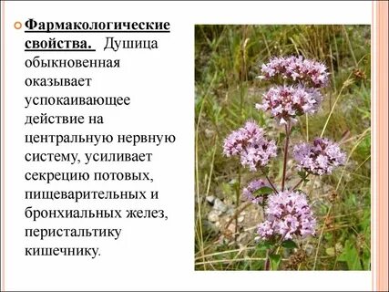 Душица противопоказания для женщин