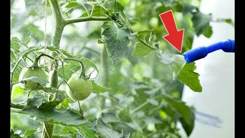 Опрыскивать помидоры с молоком