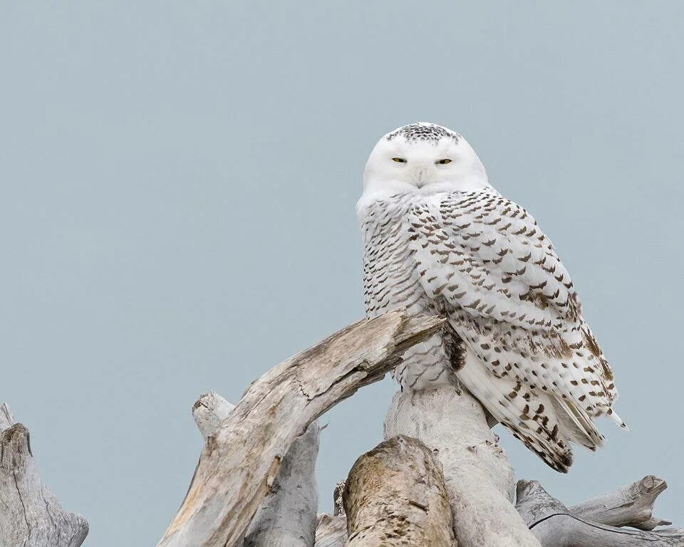 Бел сова 2. Бел сова 2. Букля в полете. Совы полярные. Полярная сова птица.