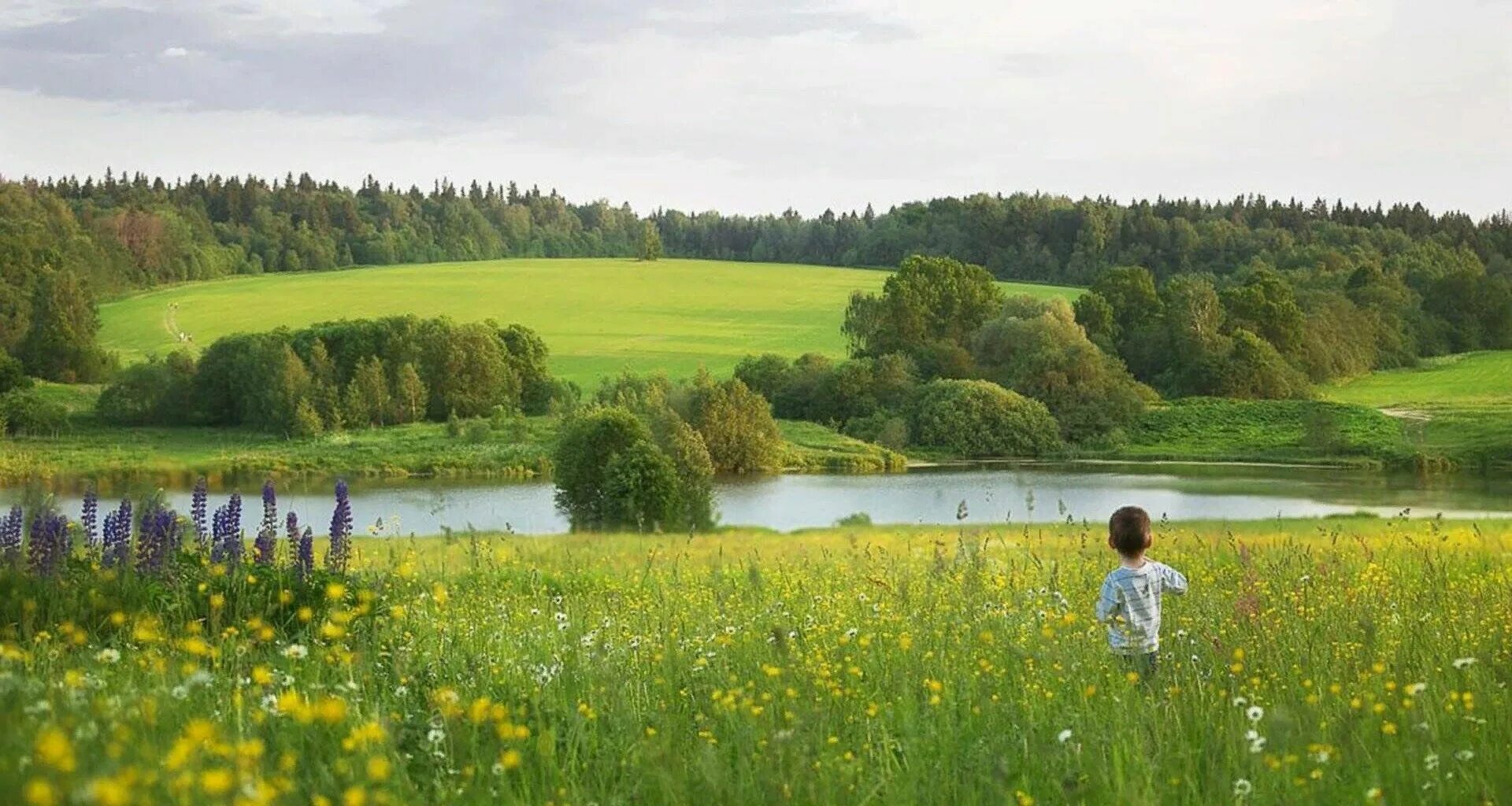 Поля и Луга Кировской области. Летний пейзаж. Лето луг. Луг простор.