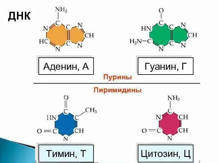 Замена аденина на тимин изменение плоидности клетки. Аденин гуанин цитозин Тимин биохимия. Аденин гуанин цитозин Тимин цепочка. Гуанин Тимин гуанин Тимин Тимин Тимин гуанин. ДНК гуанин Тимин цитозин.
