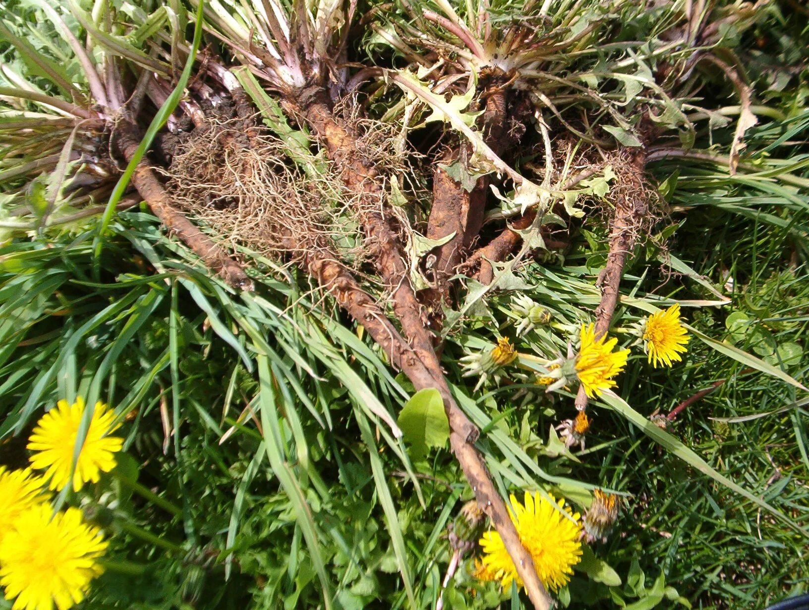 Одуванчик полевой корень. Dandelion root - корень одуванчика. Высохший корень одуванчика. Трава одуванчик (корень) 40г.