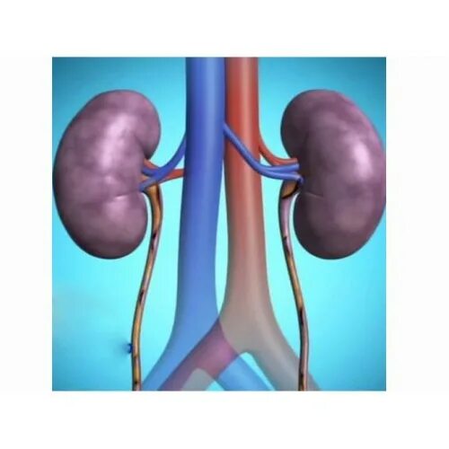 Почка 9. Почка 9. Микроскопическое строение почки схема. Сгусток сосудов в почках. Почки человека 2 класс.
