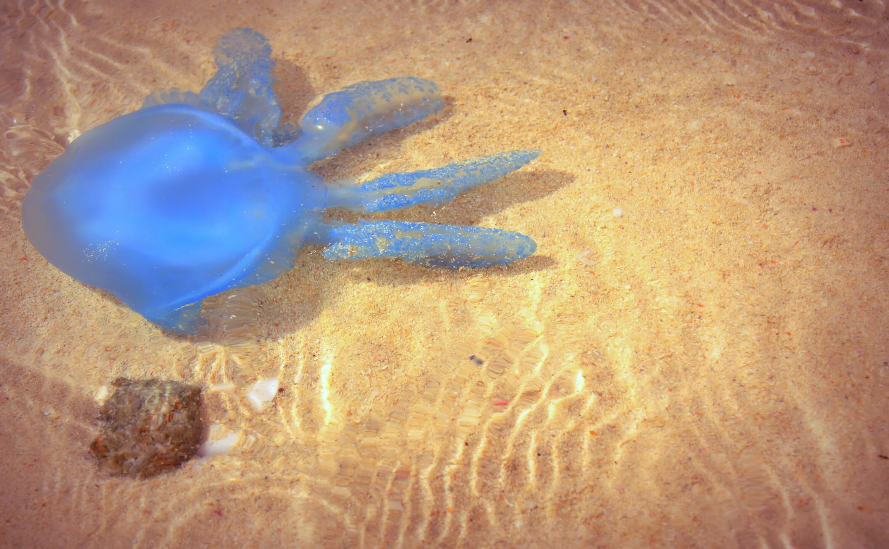 медуза корнерот. медузы в дубае. синие медузы в дубае. медузы в оаэ. таманская медуза.