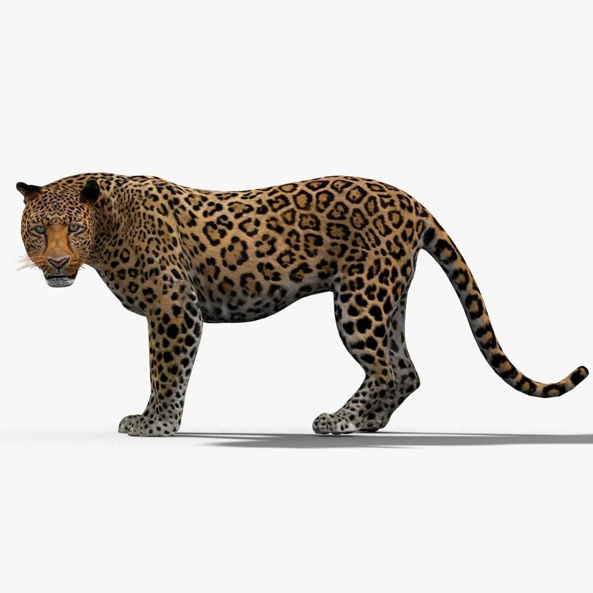 Leopard model