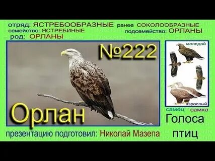 Звуки птиц орла