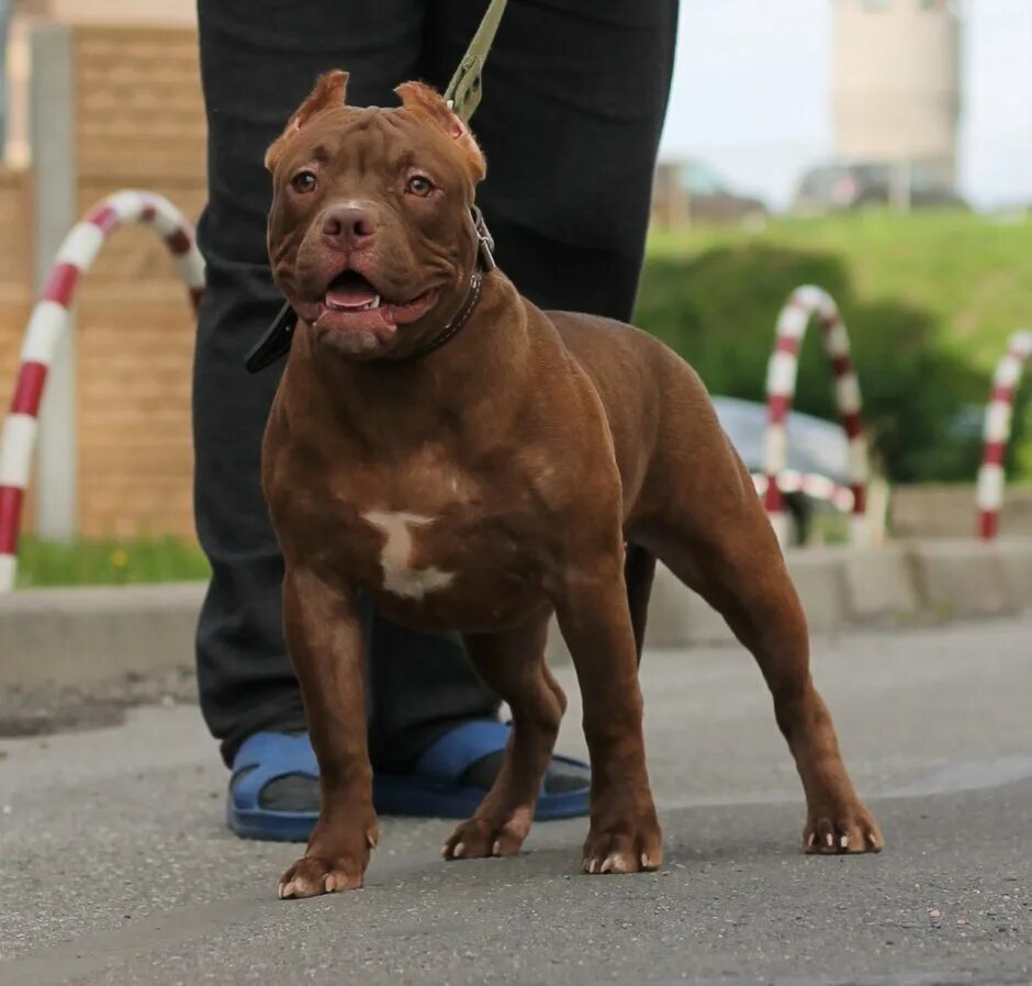 Классик булли best neva gnome. Питомник собак американский булли. Питомник американских булли в крыму. Американский булли питомник. Выставка булли.