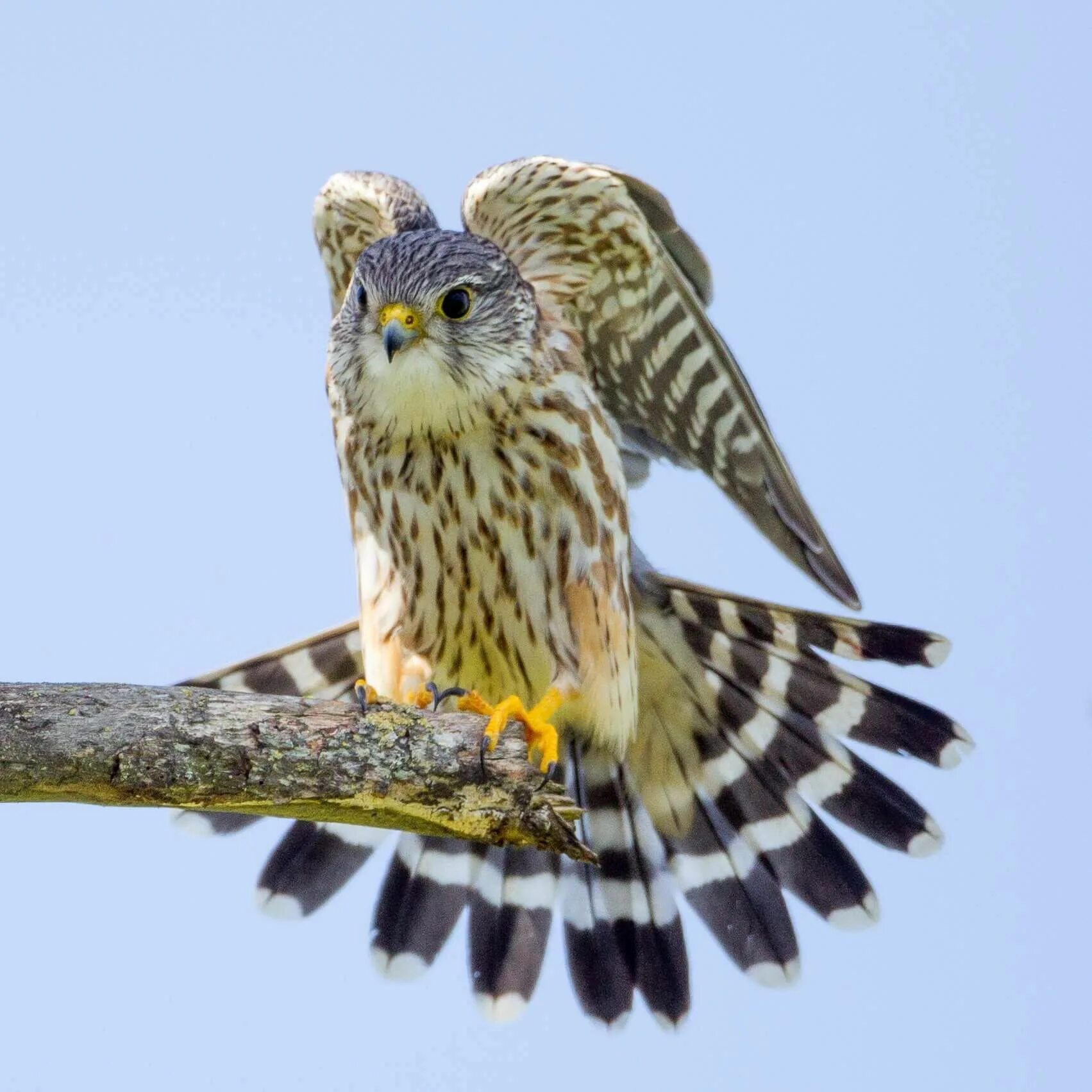 Дербник пустельга. Сокол дербник. Дербник (Falco columbarius) Merlin. Пустельга Кречет Сапсан.