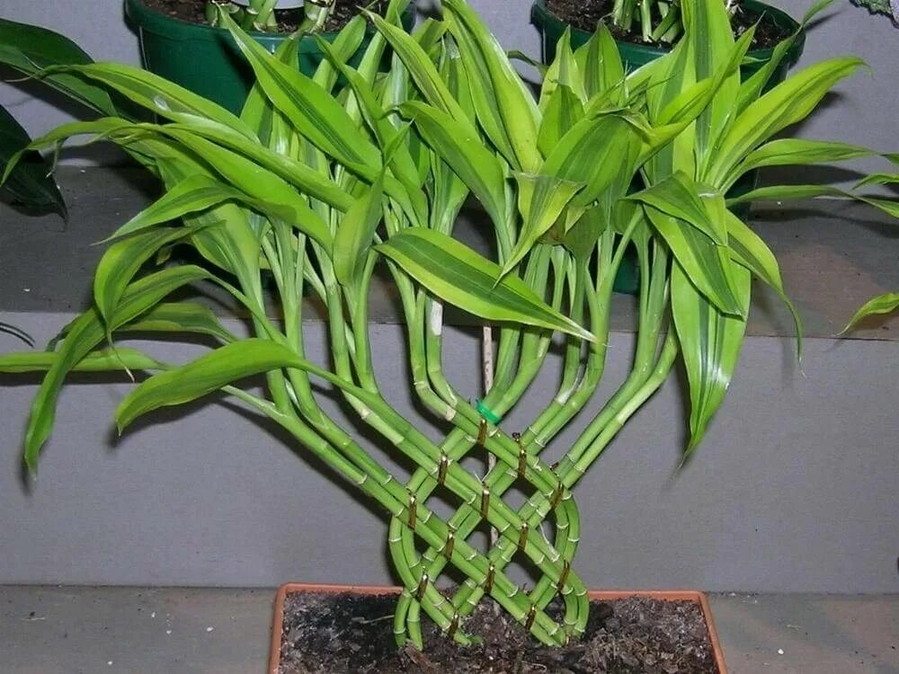 Молочай комнатный ядовитый. Стебель сельдеоец сельдерей. Наперстянка двулетняя. Наперстянка foxglove. Луковичный цветок амариллис.