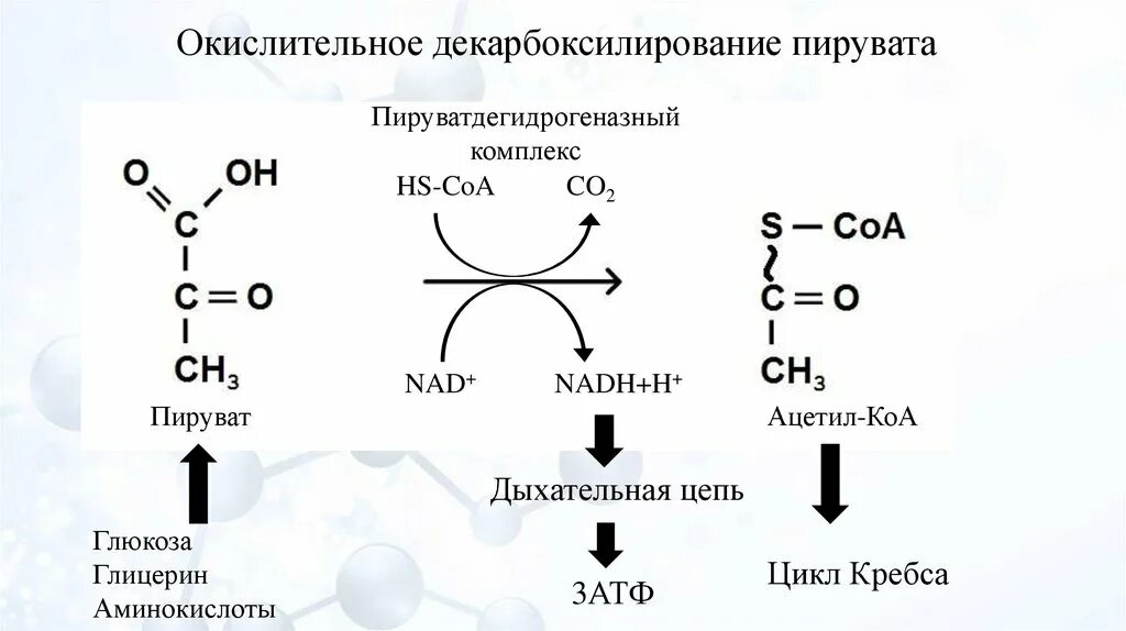 Окислительное декарбоксилирование реакции. Схема реакции окислительного декарбоксилирования пирувата. Окисление пирувата реакции. Окислительное декарбоксилирование ПВК схема процесса. Окисление пировиноградной кислоты реакция.