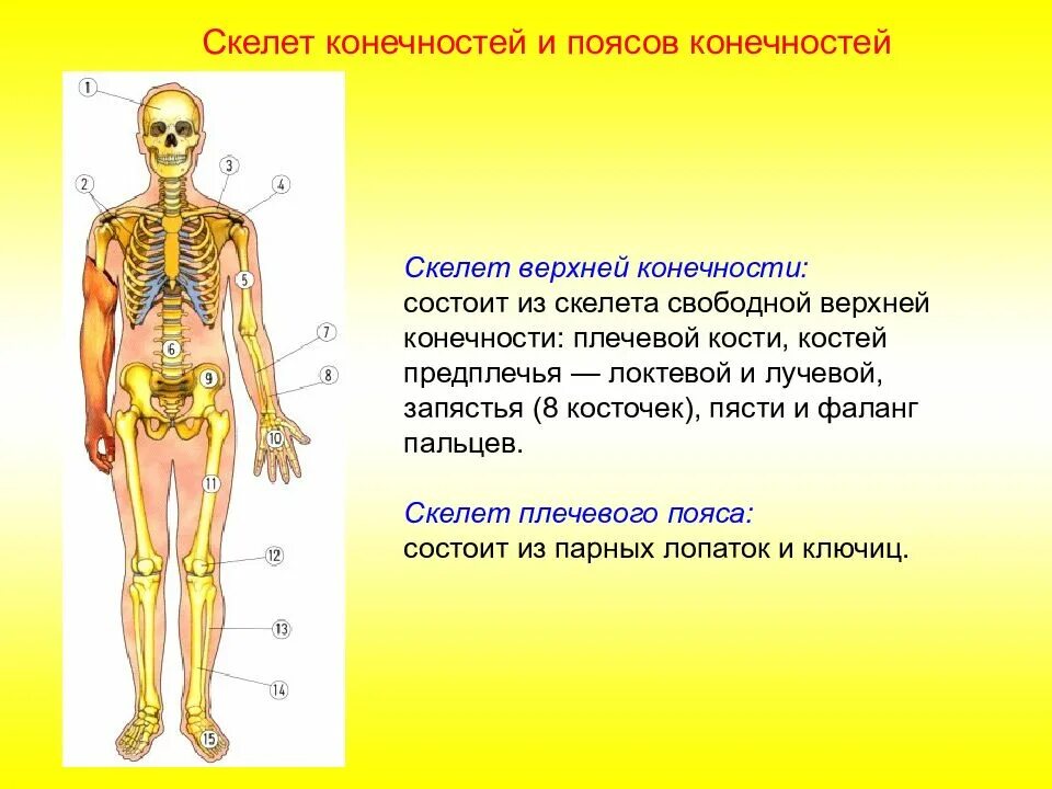 Изменение скелета. Скелет свободной нижней конечности состоит. в связи с прямохождением у человека. особенности скелета человека. изменения в скелете человека в связи с прямохождением.