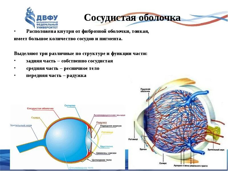 Число сосудов 3. Число сосудов 3