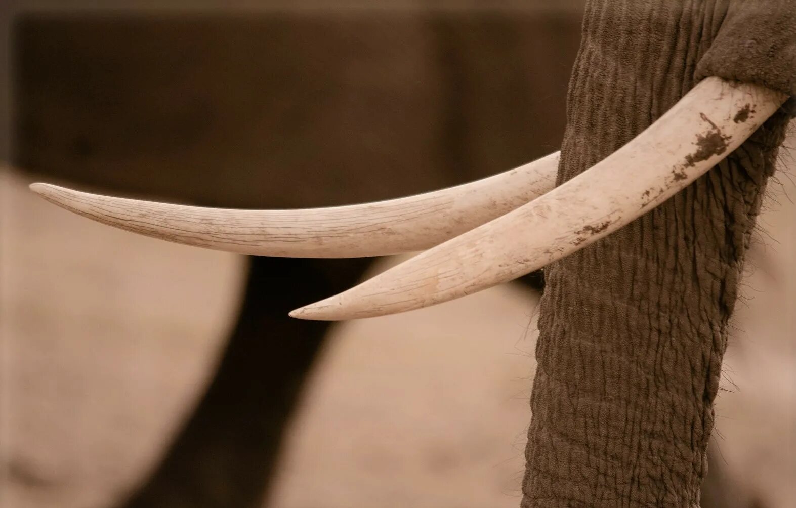 Elephant tusks. Молочные бивни у слона. Бивни. Слон бивни слона. Бивни слонов.