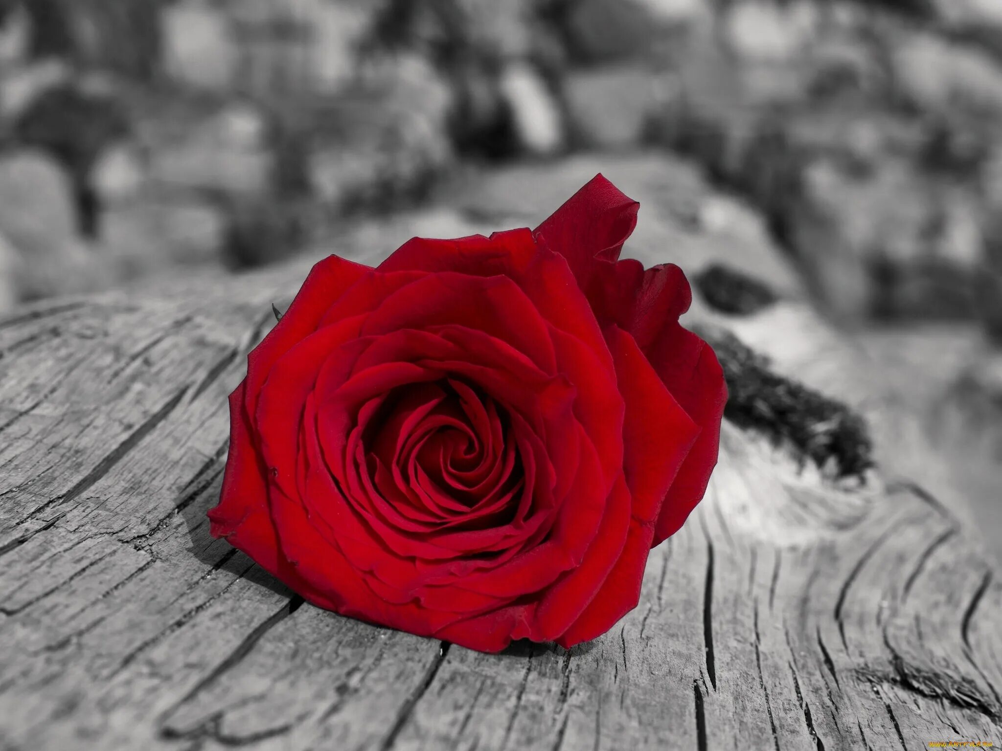 Устал роз. Красные розы. Розы обои. Розы картинки.