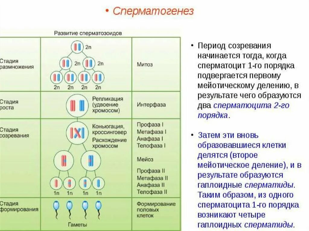 Фаза формирования сперматогенеза. Охарактеризуйте стадии сперматогенеза. Схема процесса сперматогенеза. Первое деление мейоза в сперматогенезе.