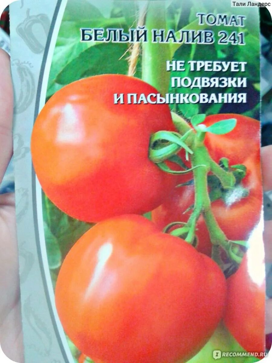 Сорт томатов белый налив отзывы. Томат сорт белый налив 241. сорт томатов белый налив. томат белый налив 241 характеристика. белый налив томат описание.