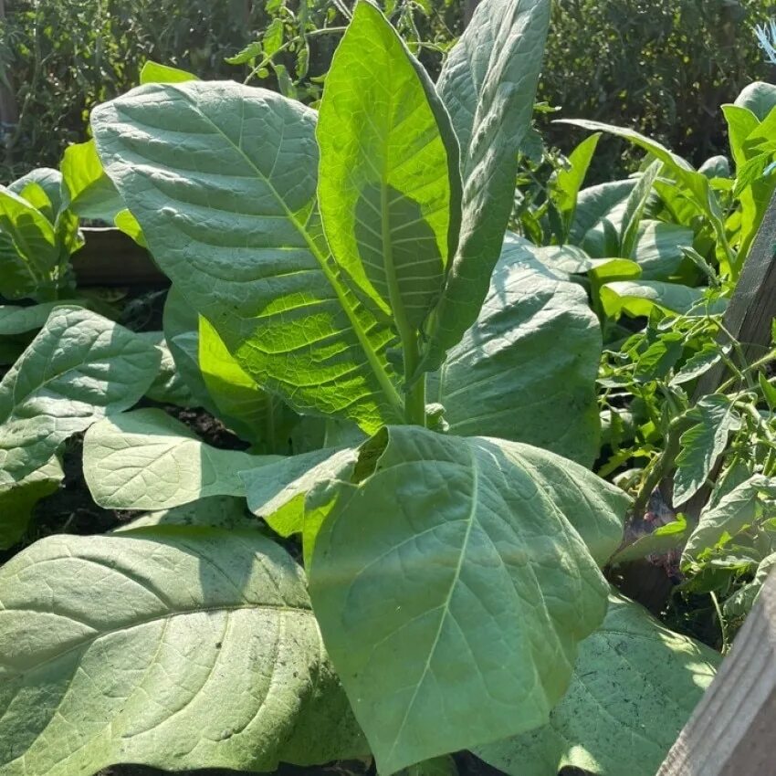 Табак сорт вирджиния. Сорт табака вирджиния. Сорт табака вирджиния. Сорт табака вирджиния. Сорт табака вирджиния.