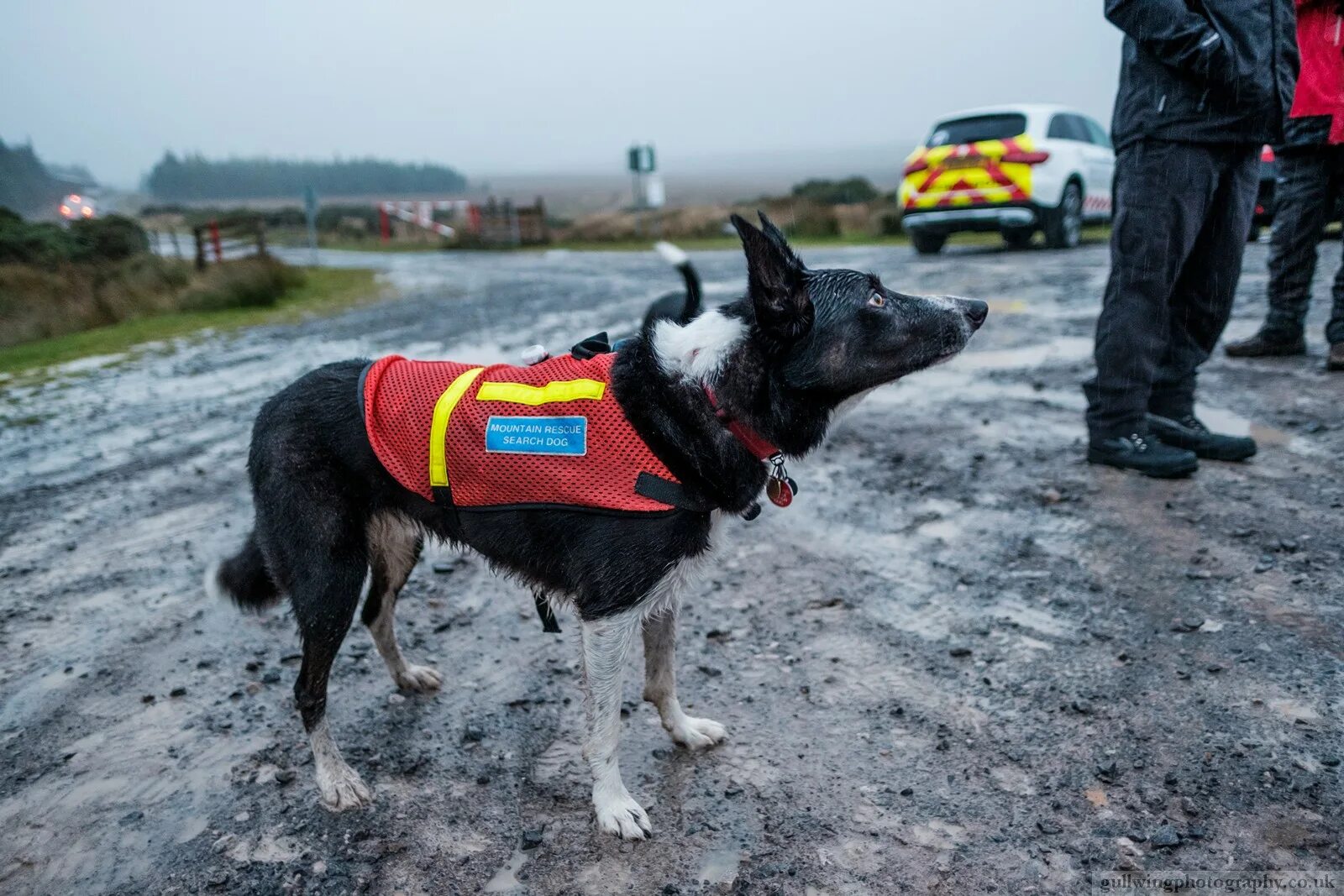 Search and Rescue Dog. Лень поисково спасательных собак открытка. Search and Rescue Dog Umea знак. Rescue Dogs on the Sunshine Coast.