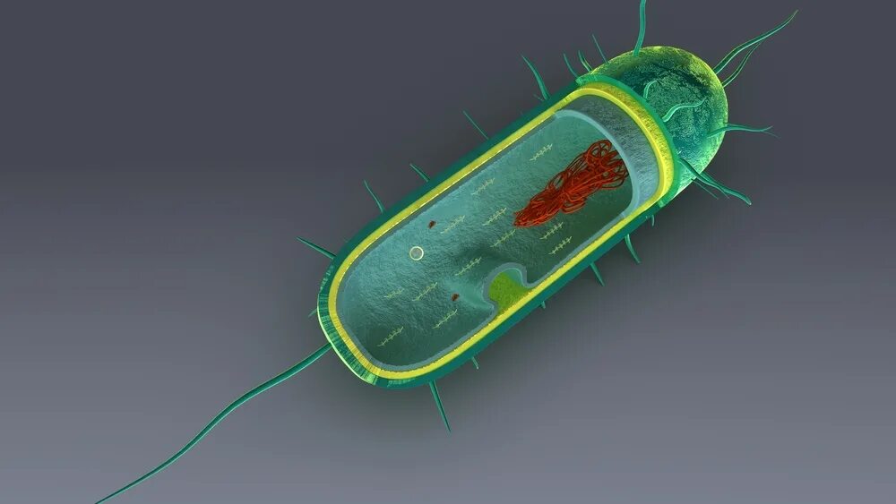 Клетка бактерии имеет днк. Капсула бактериальной клетки. Строение бактерии под микроскопом. Микроб в разрезе. Бактерия в разрезе.
