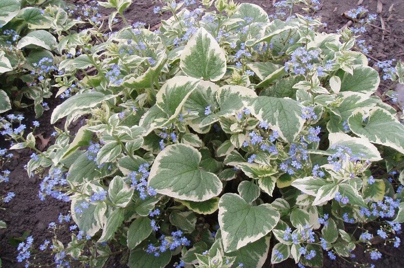 Бруннера вариегата. Бруннера крупнолистная variegata. brunnera macrophylla бруннера. бруннера крупнолистная вариегат. бруннера крупнолистная вариегата (с2).