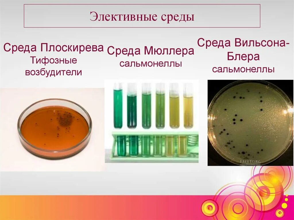 Дифференциально-диагностические питательные среды микробиология. Сальмонеллы на среде Плоскирева. Элективные питательные среды микробиология. Среда Вильсона Блера микробиология. Посев на сальмонеллез