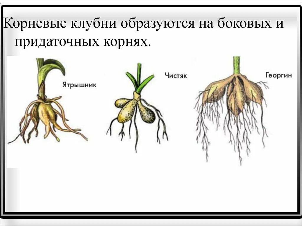 Функции корневых шишек. Функции корневых шишек