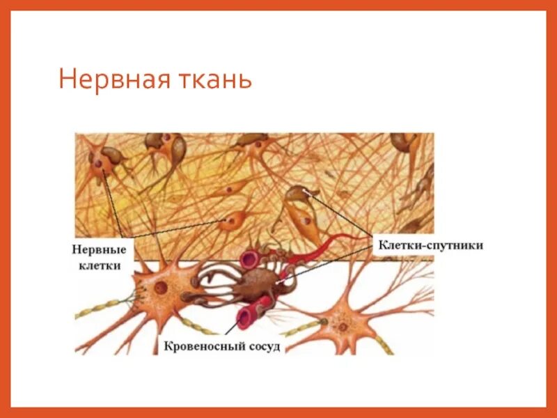 Вспомогательные нервные клетки. Нервная ткань строение и функции. Тип клеток нервной клетки таблица. Нервная ткань строение ткани. Строение нервной ткани животных 5 класс биология.