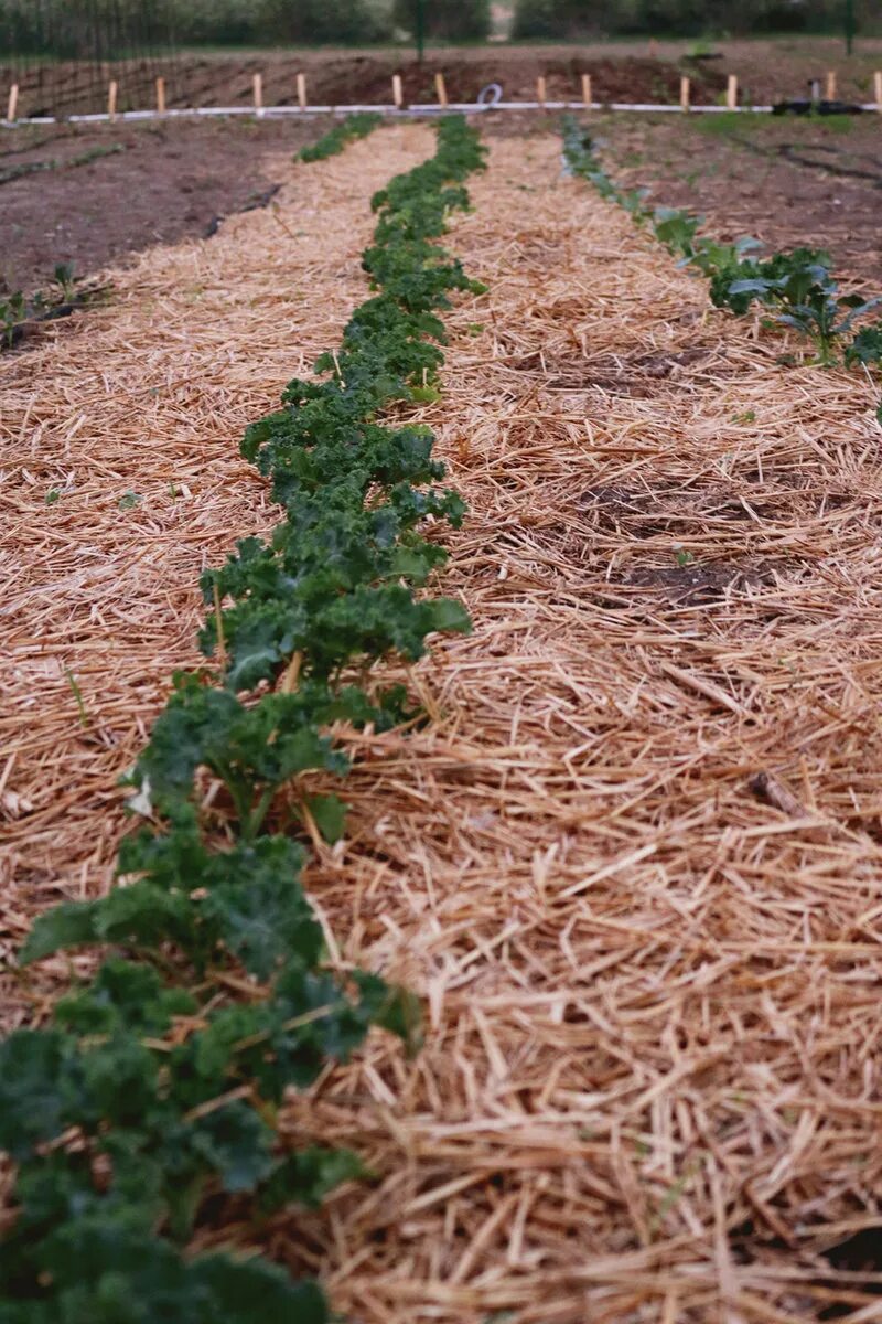 Мульчирование опилками. Мульча no till. мульчирование арбузов соломой. мульчирование сосновыми опилками. мульчирование кукурузы.