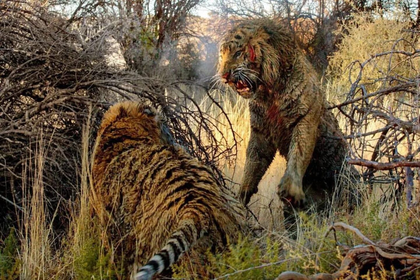 Какой тигр сильнее. Медведь Гризли против тигра. Лев против тигра схватка. Хищные животные. Хищники звери.