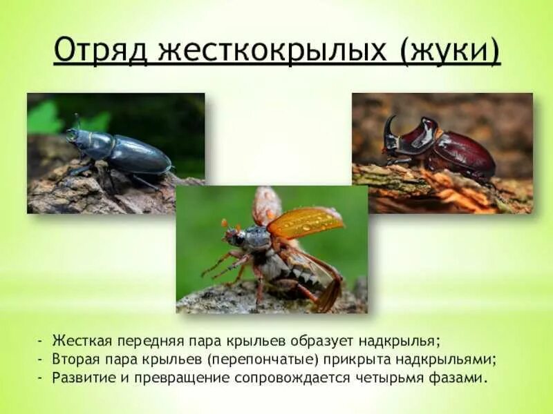 Тип жесткокрылые. Жесткокрылые жуки. представители жесткокрылых жуков. жесткокрылые насекомые сообщение. отряд насекомых жесткокрылые представители.