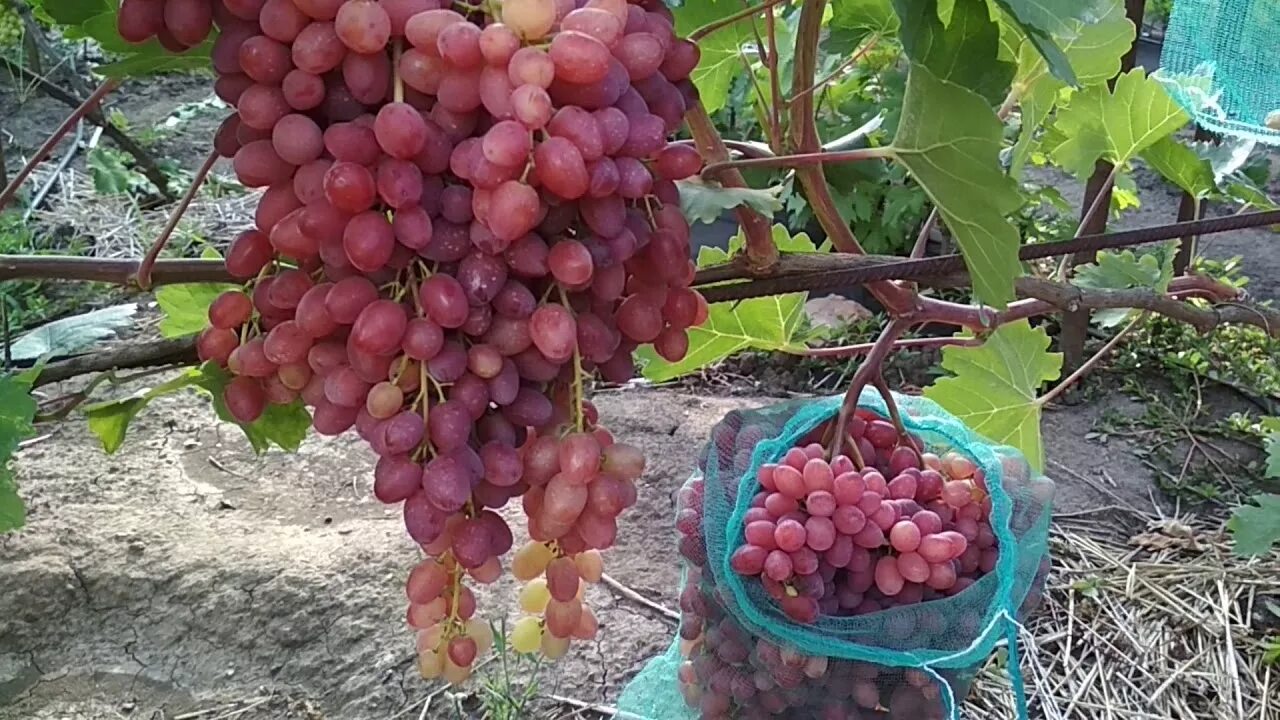 Кишмиш видео. Виноград кишмиш Велес. Сорт винограда Велес. Виноград сверхранний Велес. Кишмиш Лучистый.