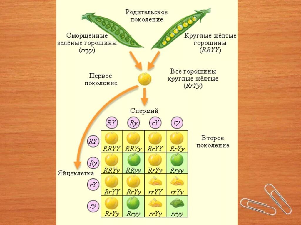 Горох Мендель генетика. Грегор Мендель опыт с горохом. Опыт Менделя с горохом. Исследования Менделя на горохе. Наследственность горох