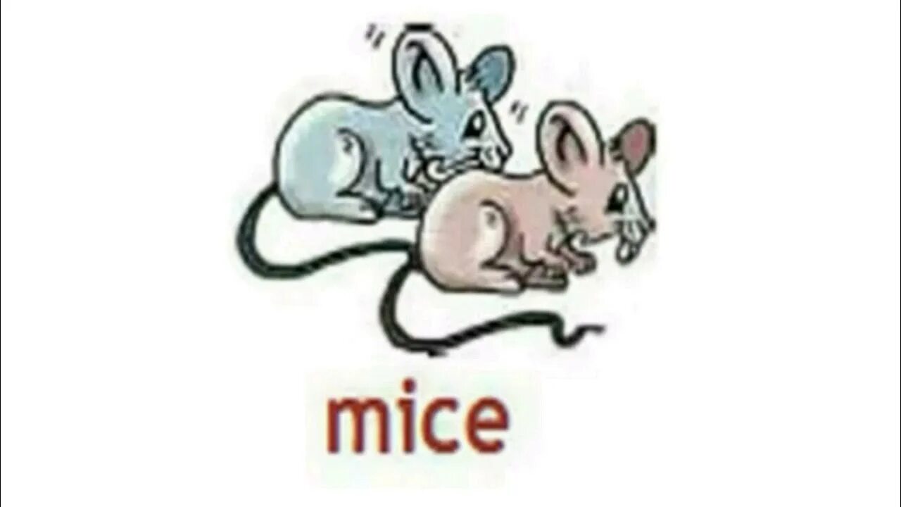 С английского на русский язык mice. Мыши как произносится на английском. Мышь как произносится. Как будет по английски мышь. Как по английски будет мышь произношение.