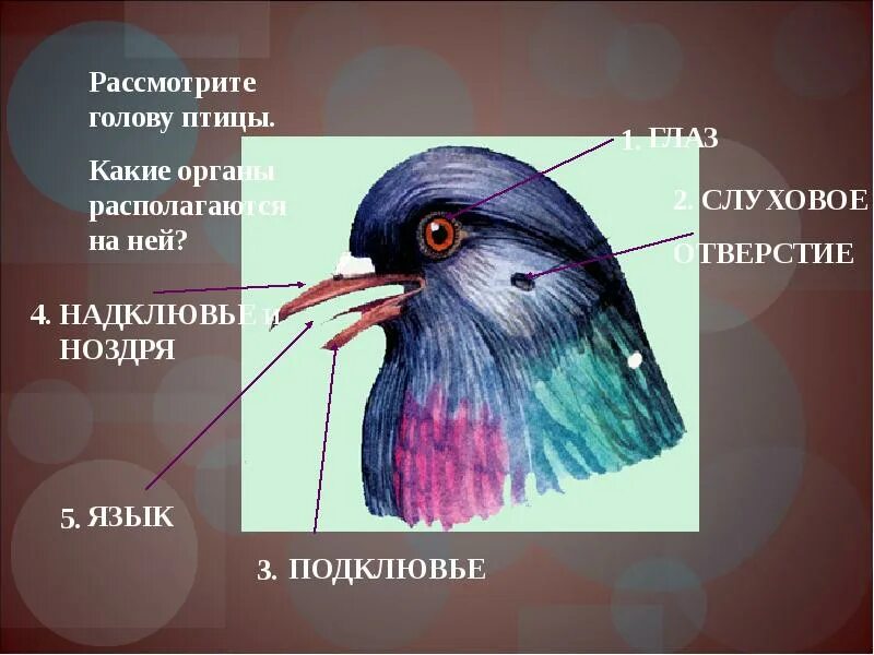 Органы на голове птицы. Рассмотрите голову птицы. Рассмотрите голову птицы какие органы располагаются на ней. Птица на голове!.