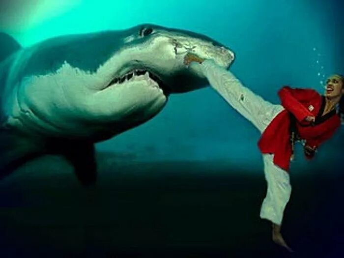 мегалодон осьминог. акула сражается. гребнистый крокодил против белой акулы. блум и мегалодон. акула против осьминога.