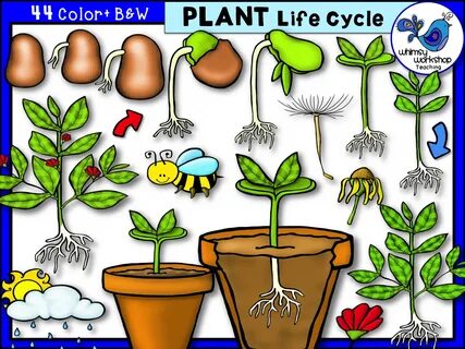 Teaching Activities, Garden Unit, Plants Unit, 1st Grade Science, Plant Lif...