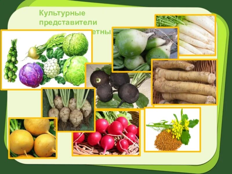 Картинки КАКИМИ ПРИЗНАКАМИ ОБЛАДАЮТ СЕМЕЙСТВА КРЕСТОЦВЕТНЫХ
