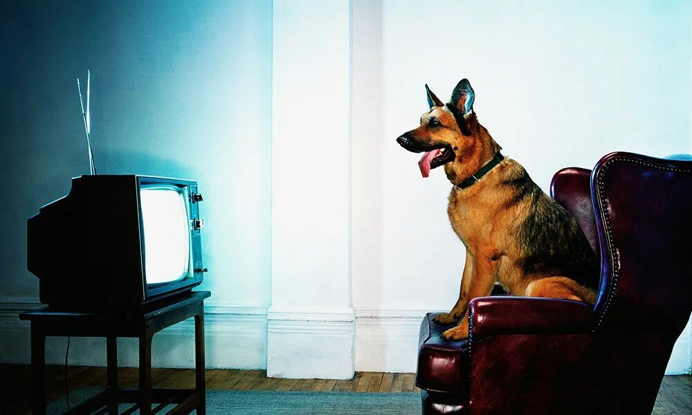 Включи на телевизоре животных