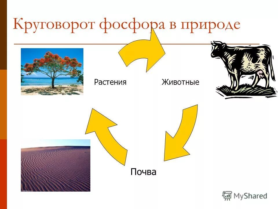 Круговорот фосфора микроорганизмами. Превращение фосфора в почве. Цепочка по химии 9 класс генетический ряд фосфора. Схема трансформации фосфора. Роль микроорганизмов в круговороте фосфора.