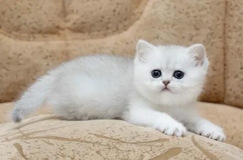Шотландская шиншилла котенок