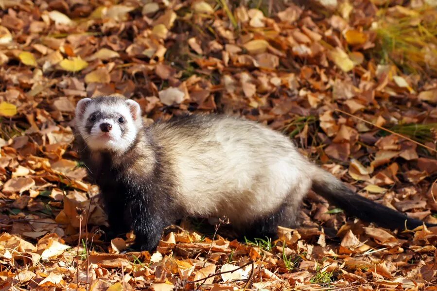 Степной хорь (mustela eversmanni). Степной хорек ставропольского края. Степной хорек (mustela eversmanni). Степной хорек (mustela eversmanni). Амурский степной хорек.