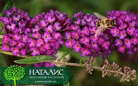 Буддлея где
