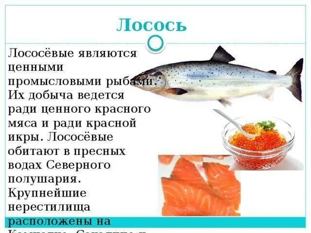 Польза и вред лососевых рыб. Информация о лососе. Семга полезные вещества. Лосось ценность рыбы. Лосось полезные свойства.