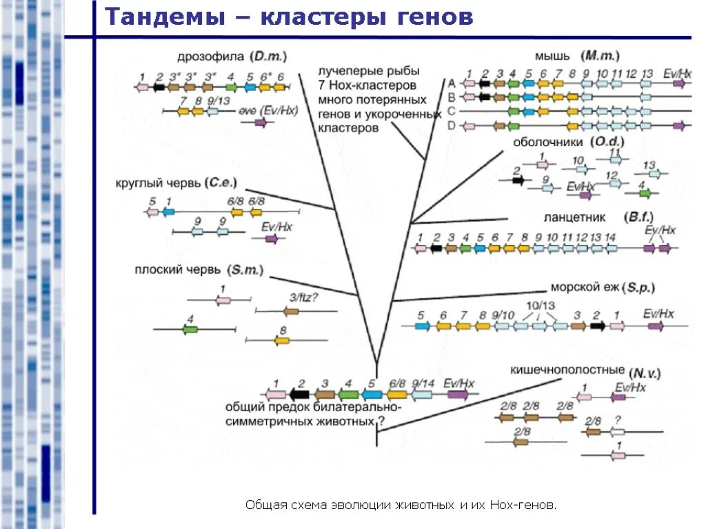 Кластеры генов примеры. Кластерные гены примеры. Геном человека кластер. Функции генных кластеров.